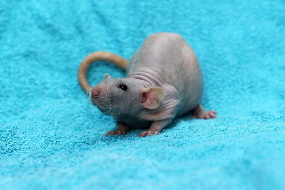 Крыса Дамбо капюшоновая