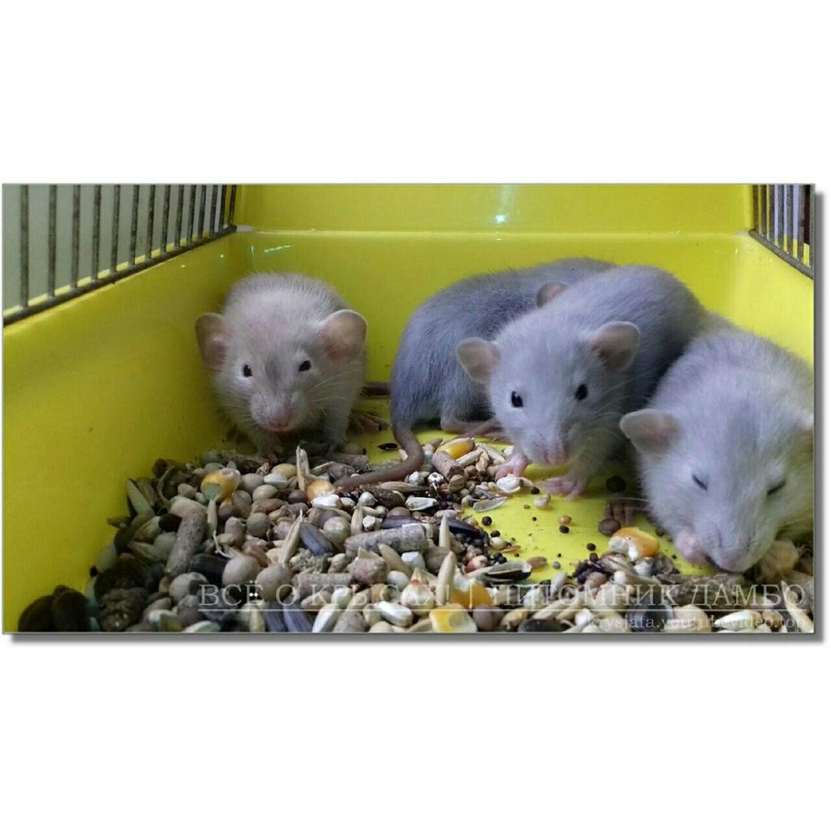 Крысята питомник Дамбо