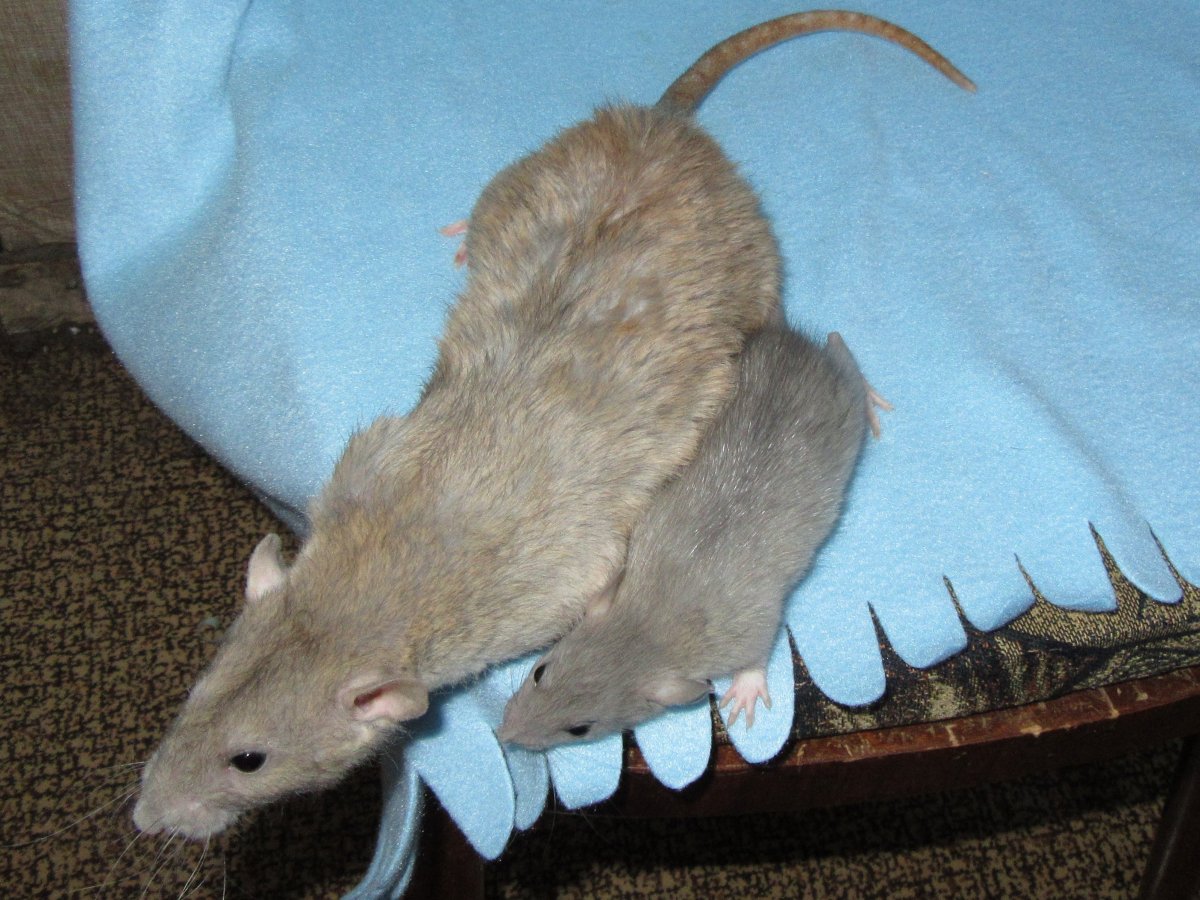 Крыса с крысятами