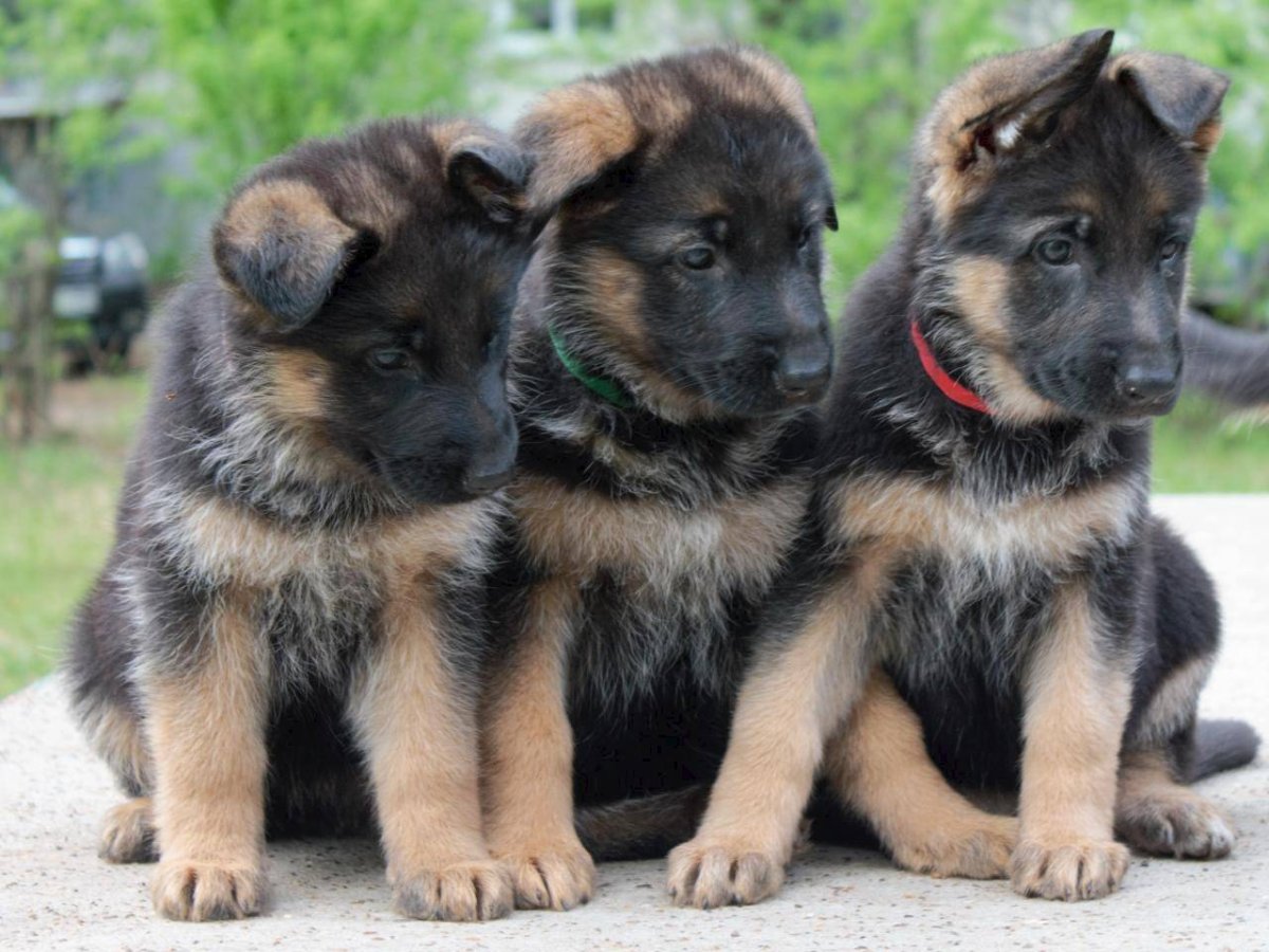 Кольская овчарка