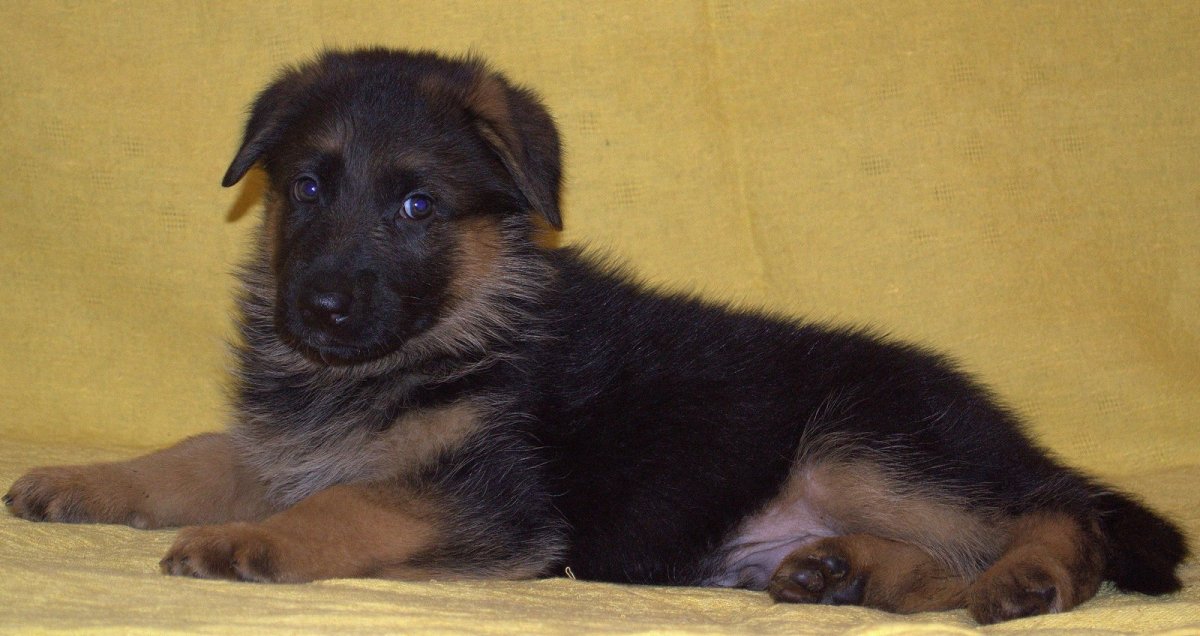 Щенок немецкой овчарки 1 месяц