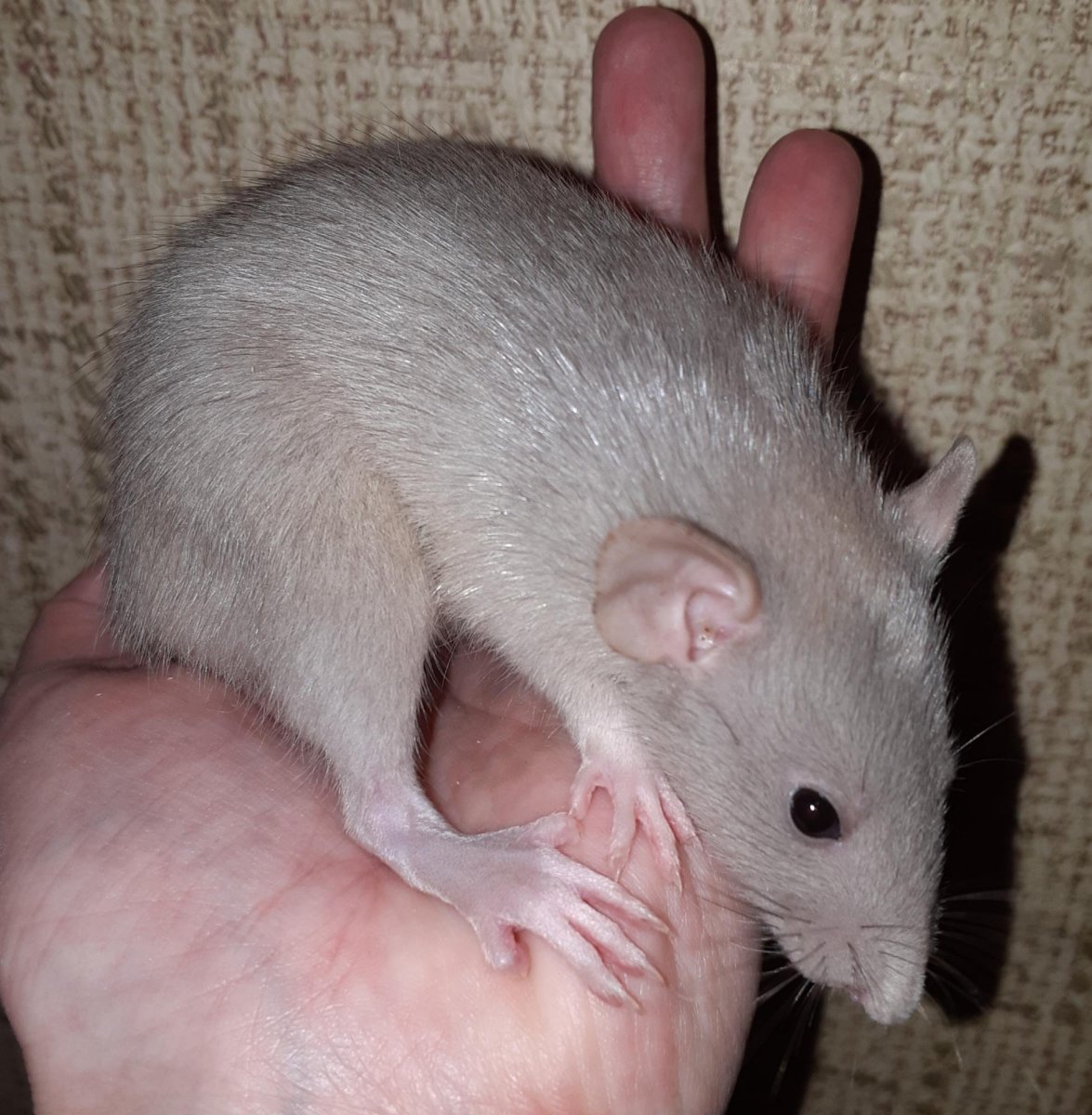 Крыса Дамбо голубая