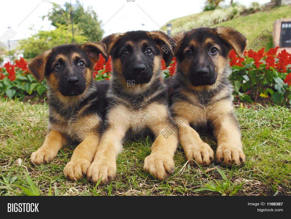 Овчарка такса