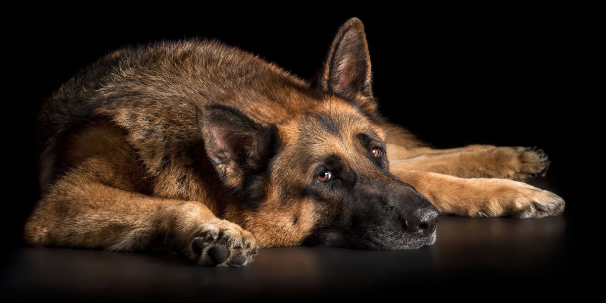 Щенки немецкой овчарки фото с 1 месяца и до года