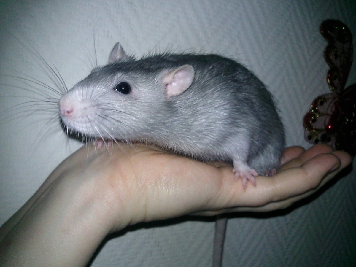 Русская голубая крыса