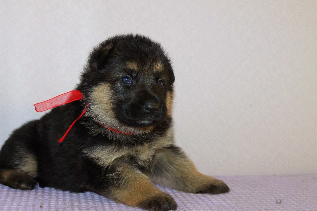 Wallpaper собачки овчарки длинношерстный