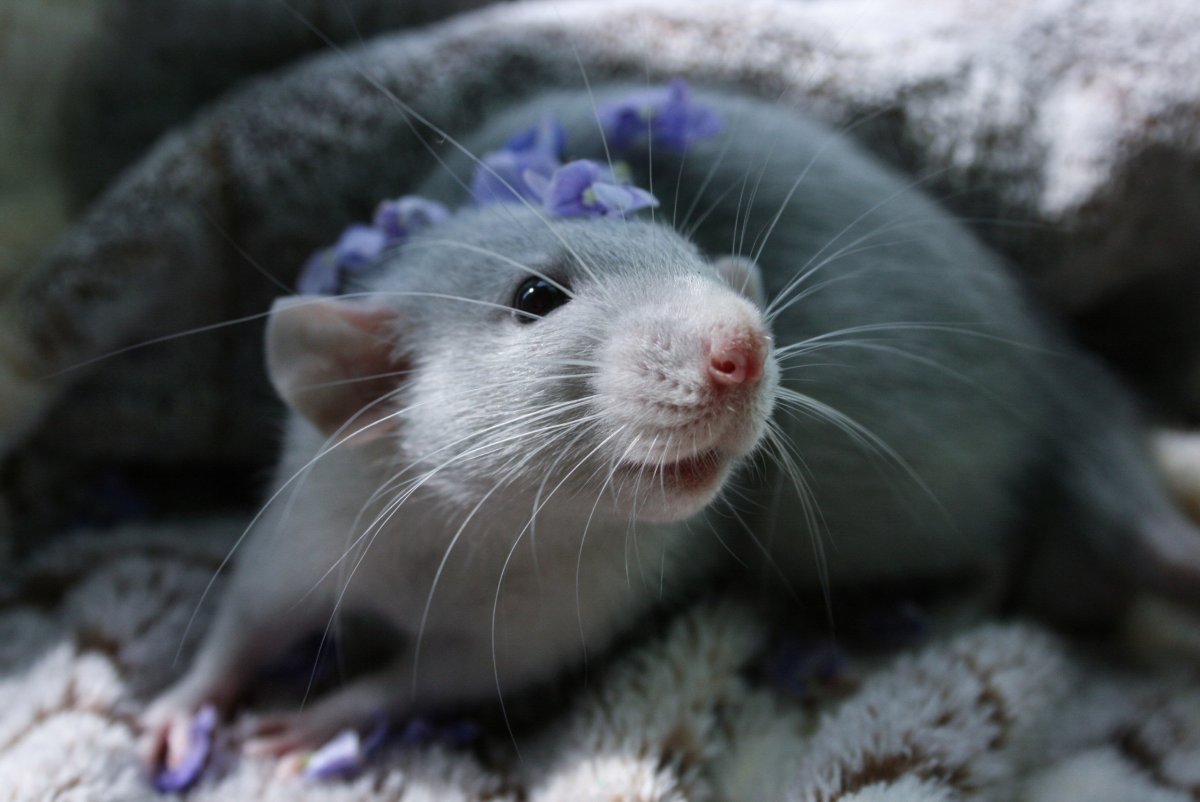 Крысята Дамбо голубая норка