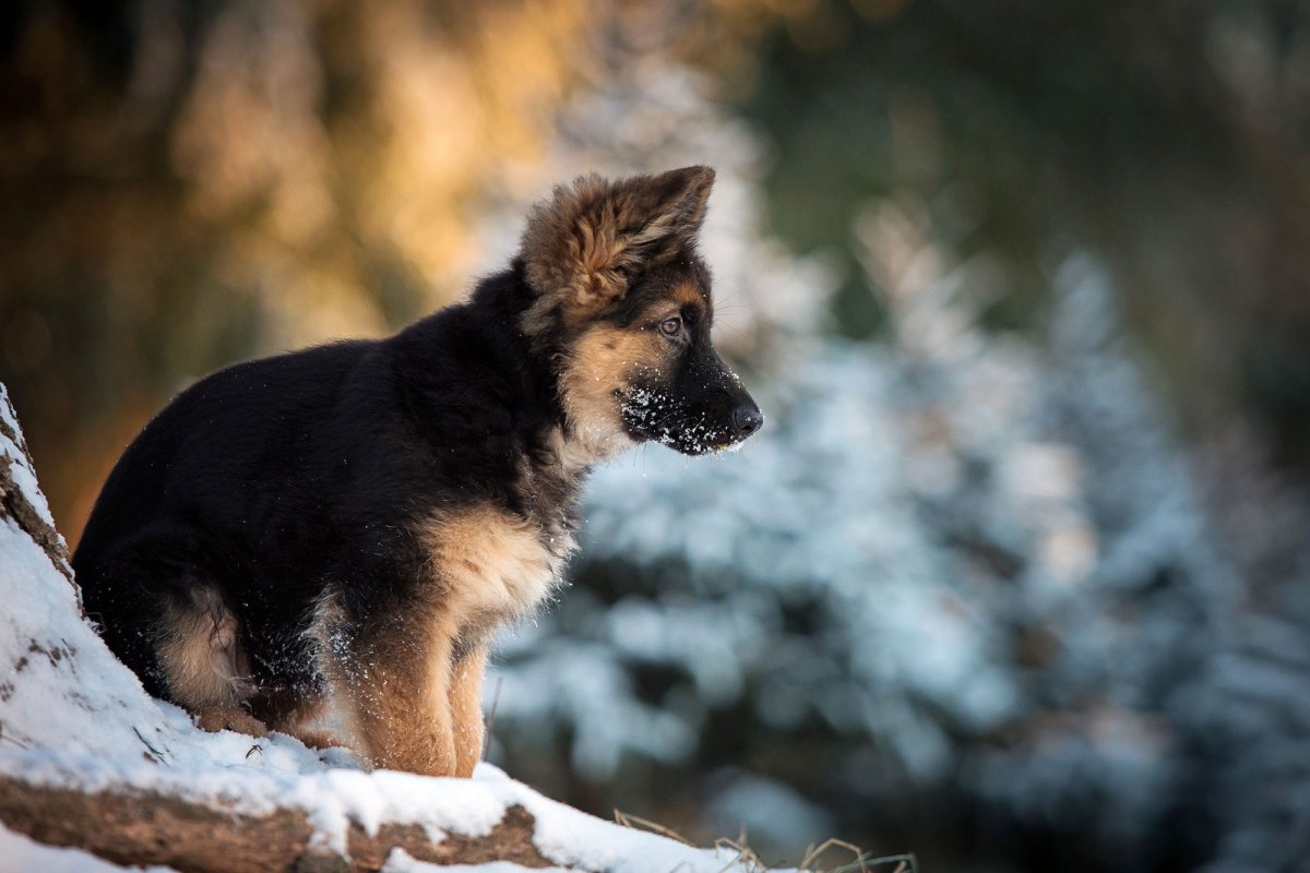 Собаки немецкие овчарки маленькие