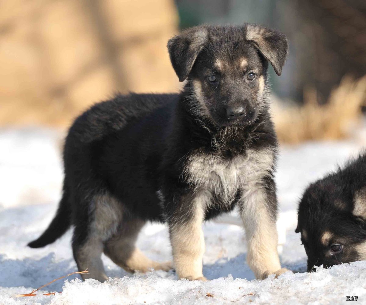 Щенок немецкой овчарки 1 месяц