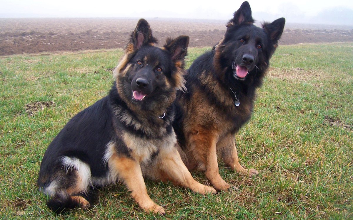 Немецкая овчарка щенок милый