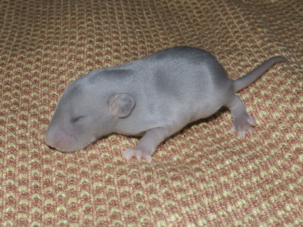 Мышь в руке