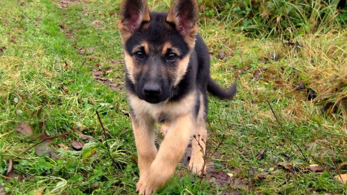 Немецкая овчарка щенок Чистокровка