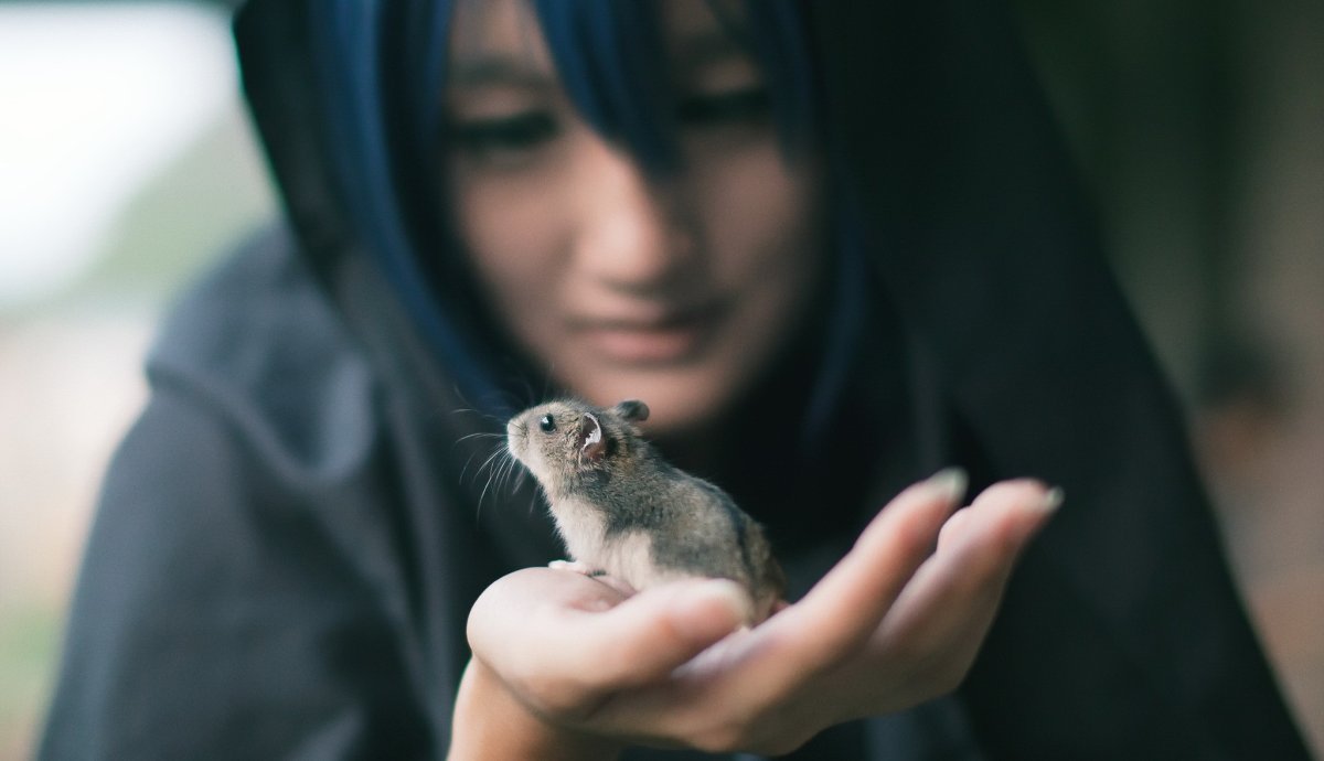 Крыса голубая норка