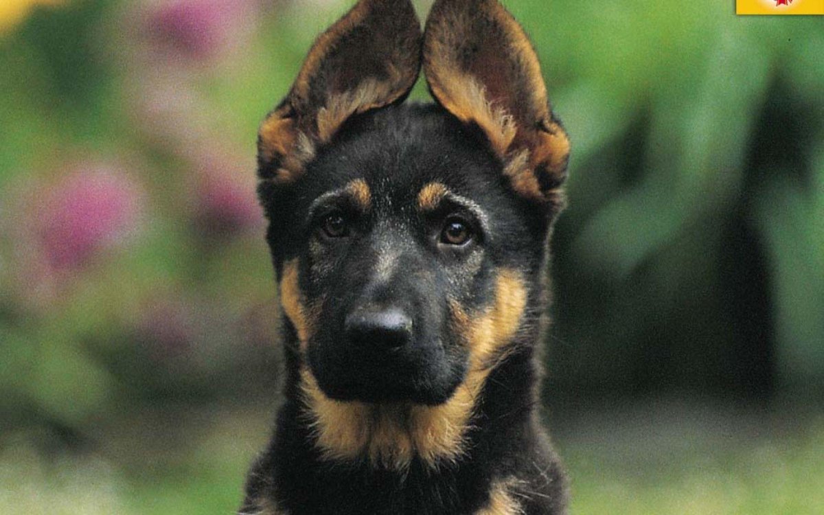 Арктическая немецкая овчарка