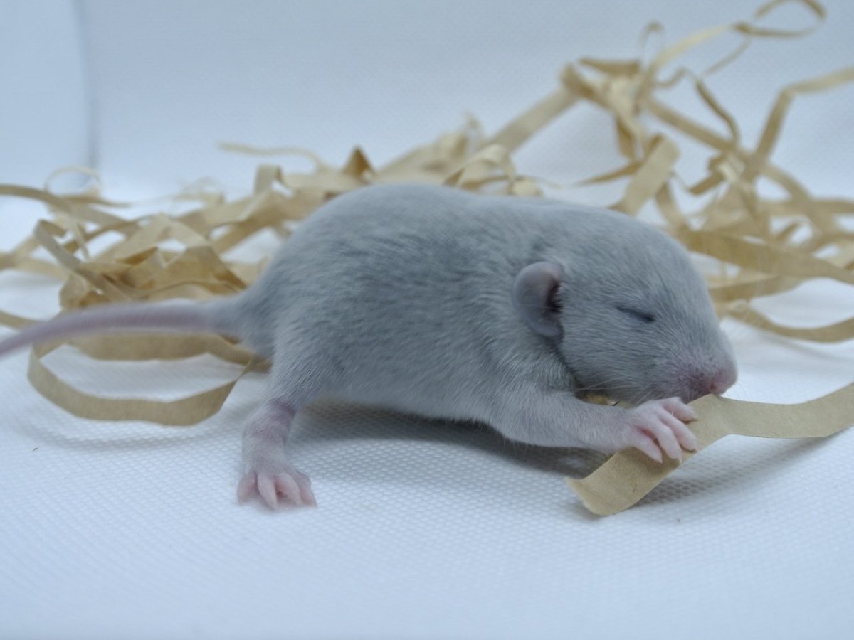 Крыса Дамбо голубая