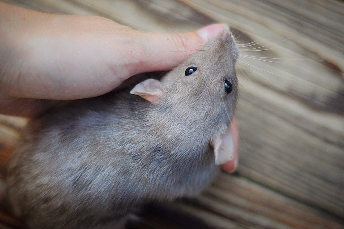 Крыса Дамбо голубая норка