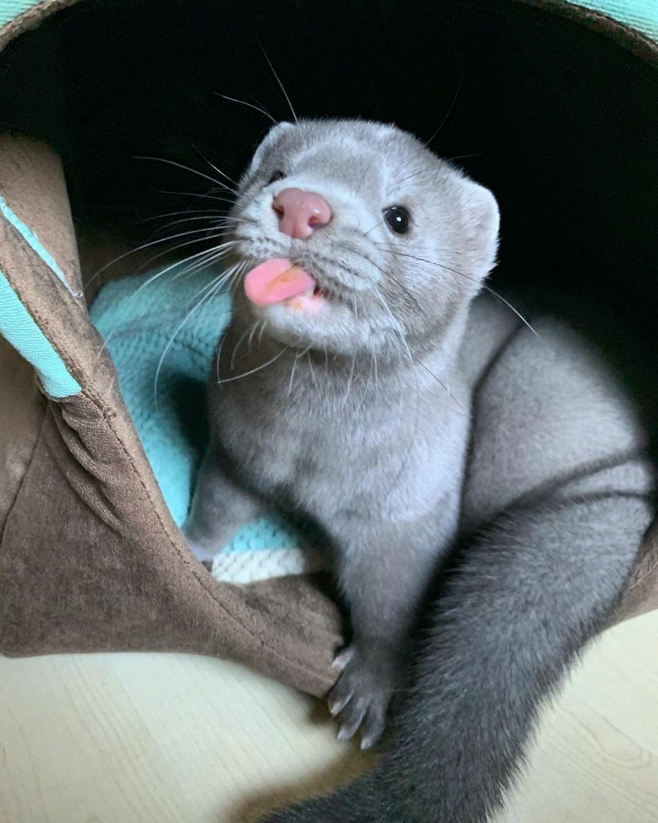 Американская голубая норка