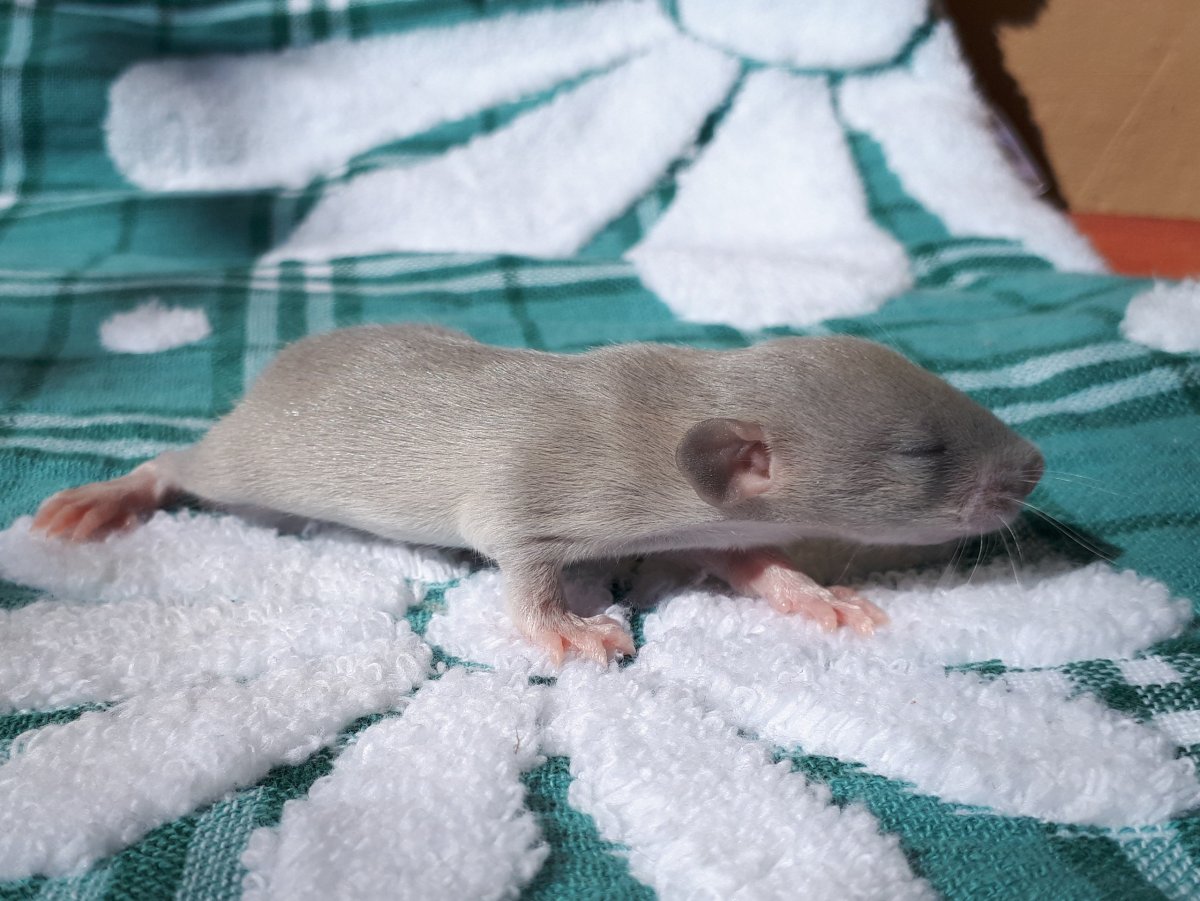 Ушастый крысеныш