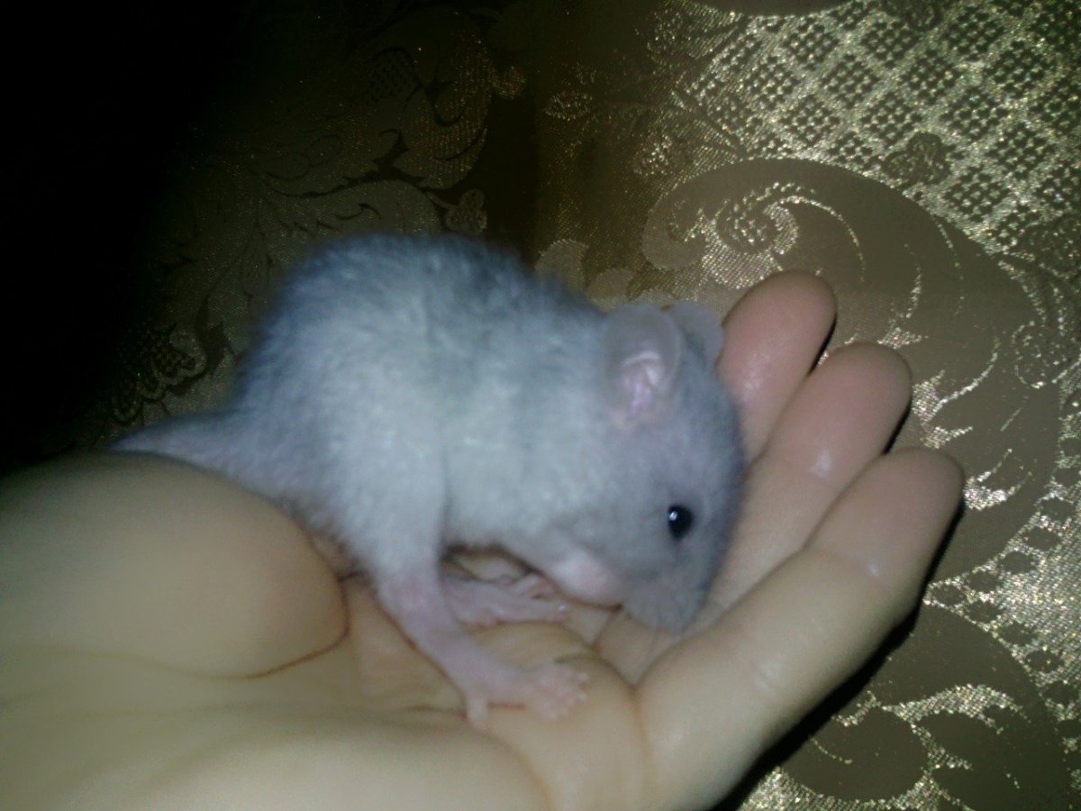 Девушка крыса