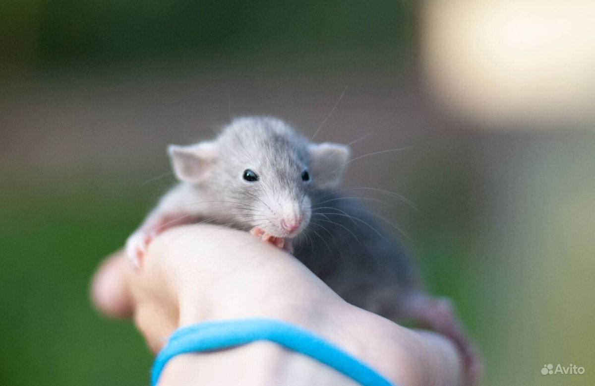 Дамбо Дэвил голубой