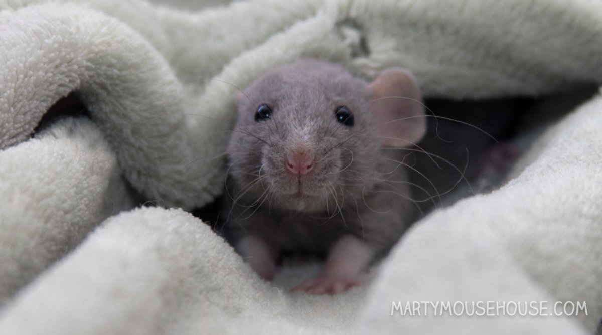 Крыса Дамбо голубая