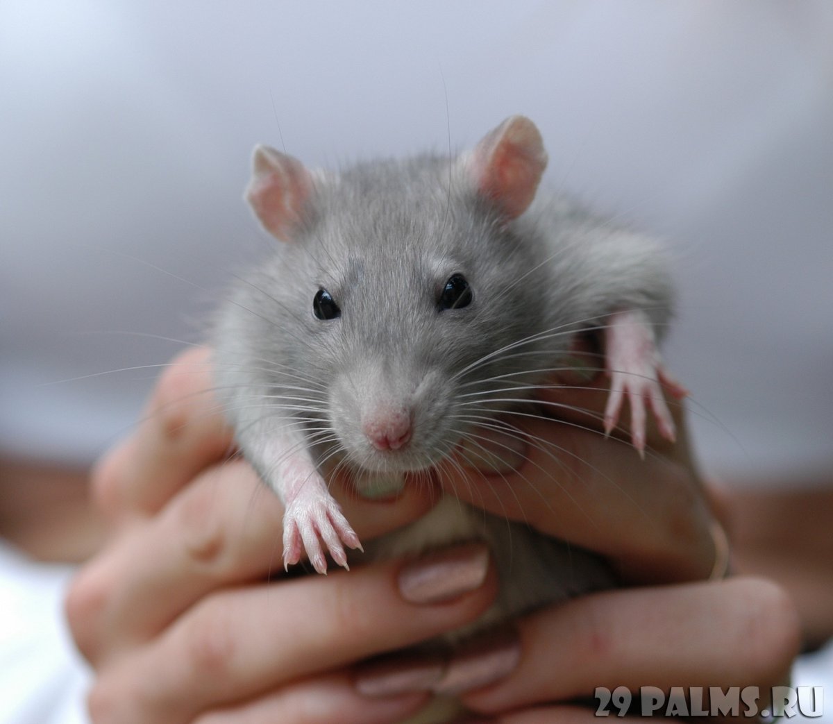 Крысята голубая норка