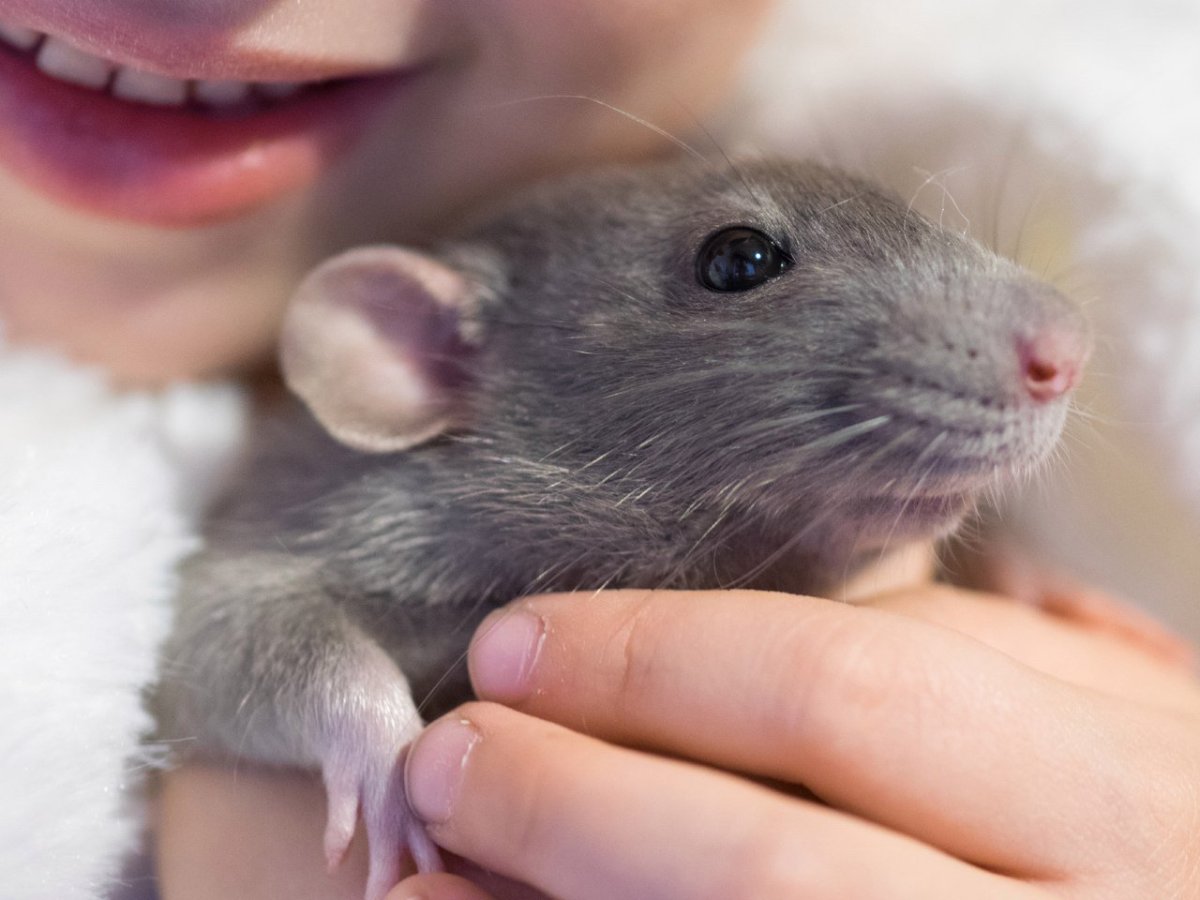 Милые пушистые крыски