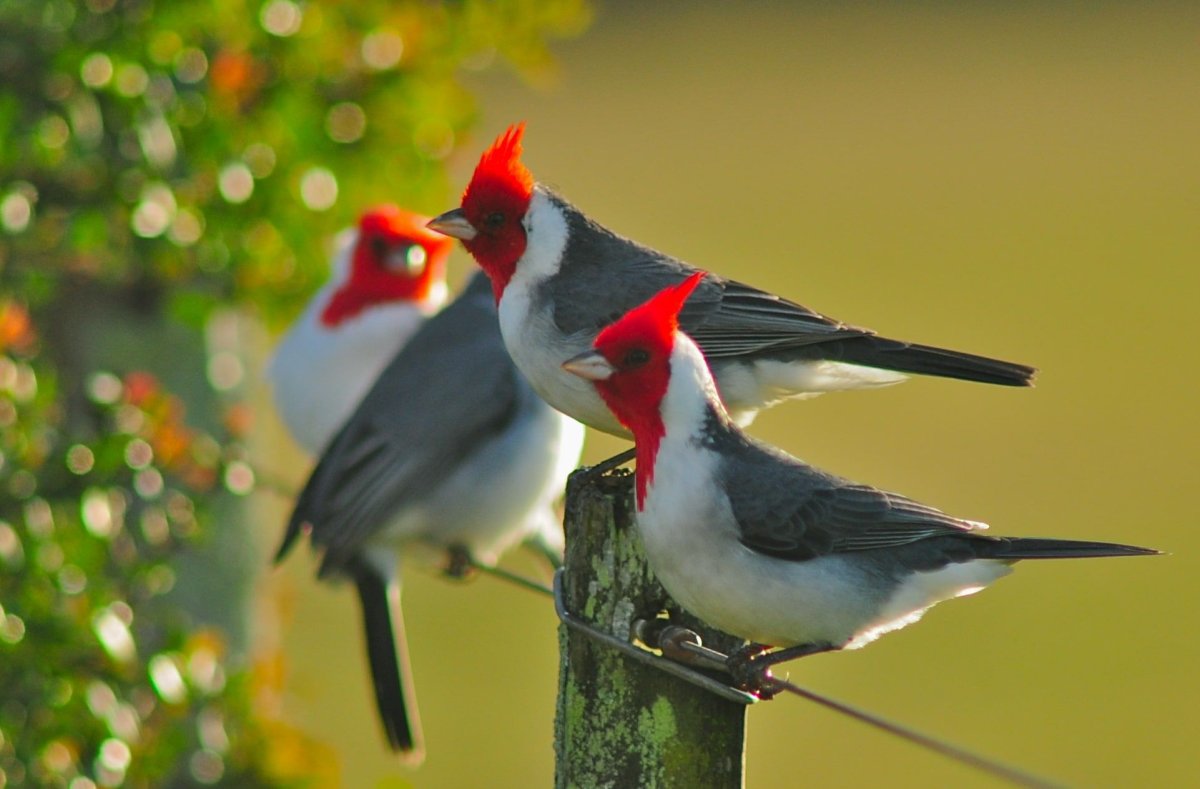 Картинки на рабочий стол птицы