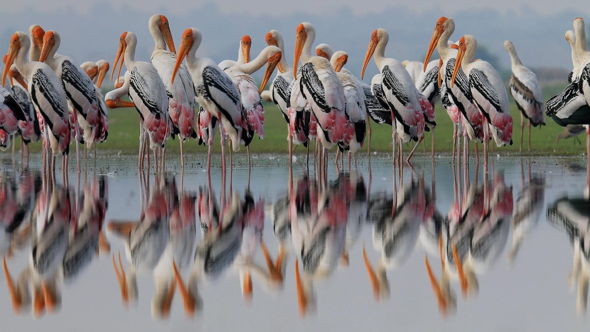 Белоголовый Орлан птица