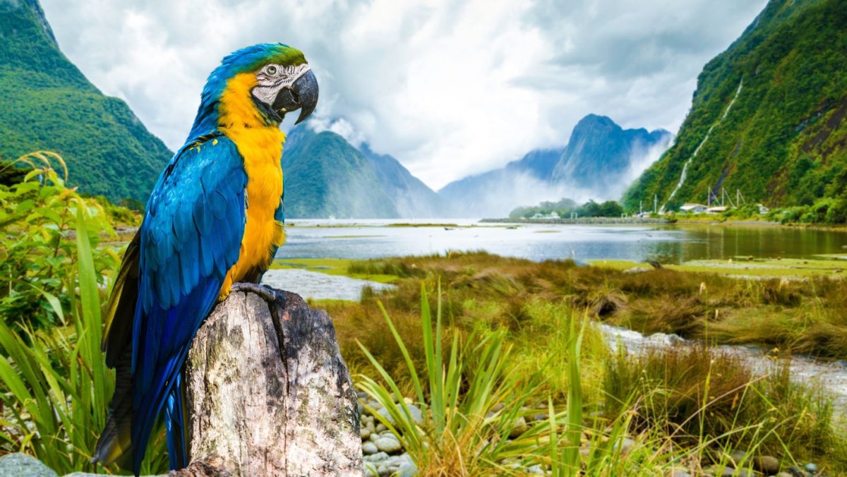 Попугай ара гиацинтовый