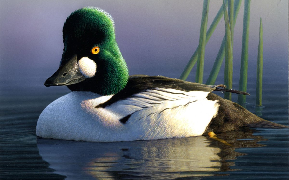 Белоголовый Орлан тайги