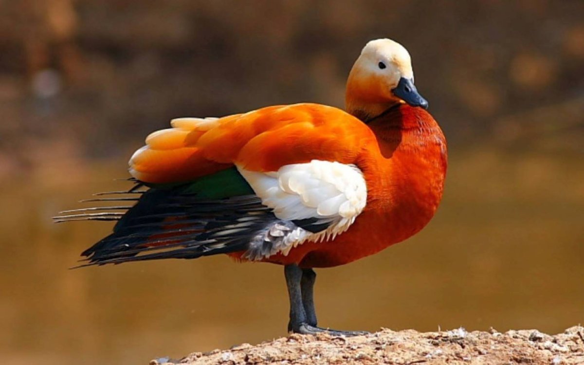 Красная Розелла обои