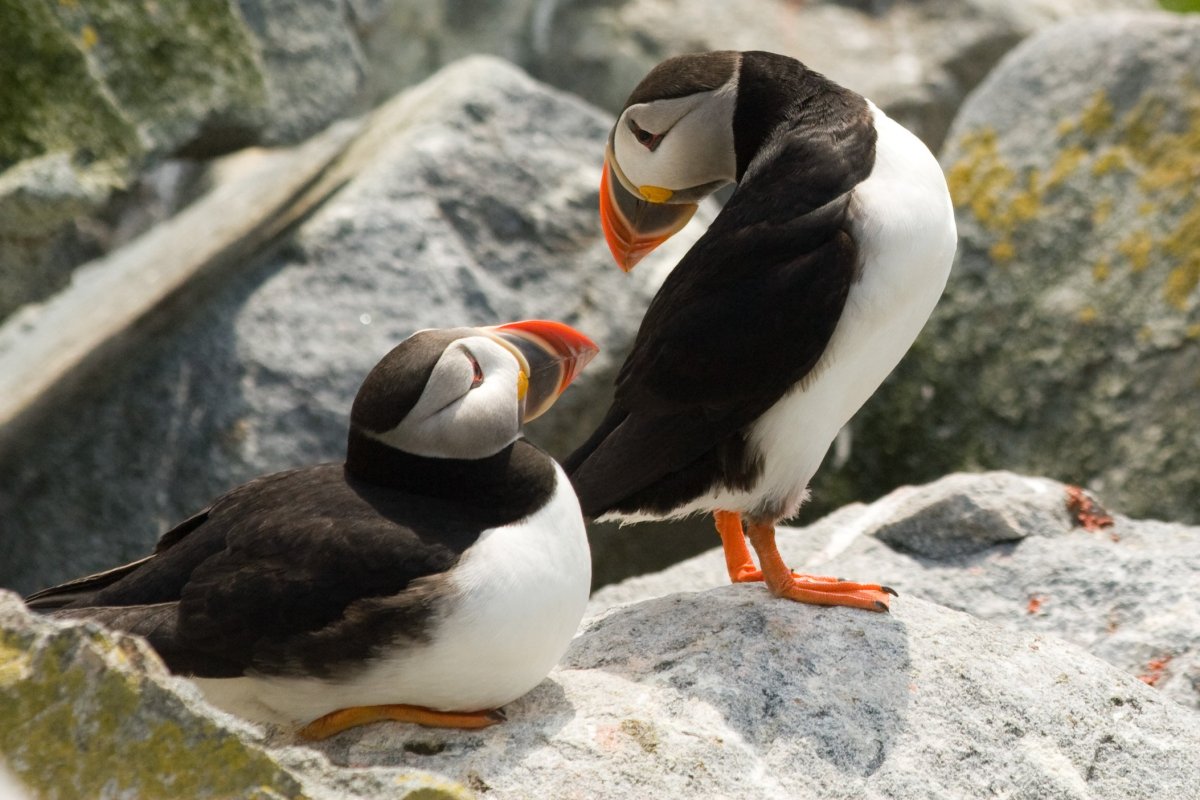 Водоплавающая Мандаринка утка