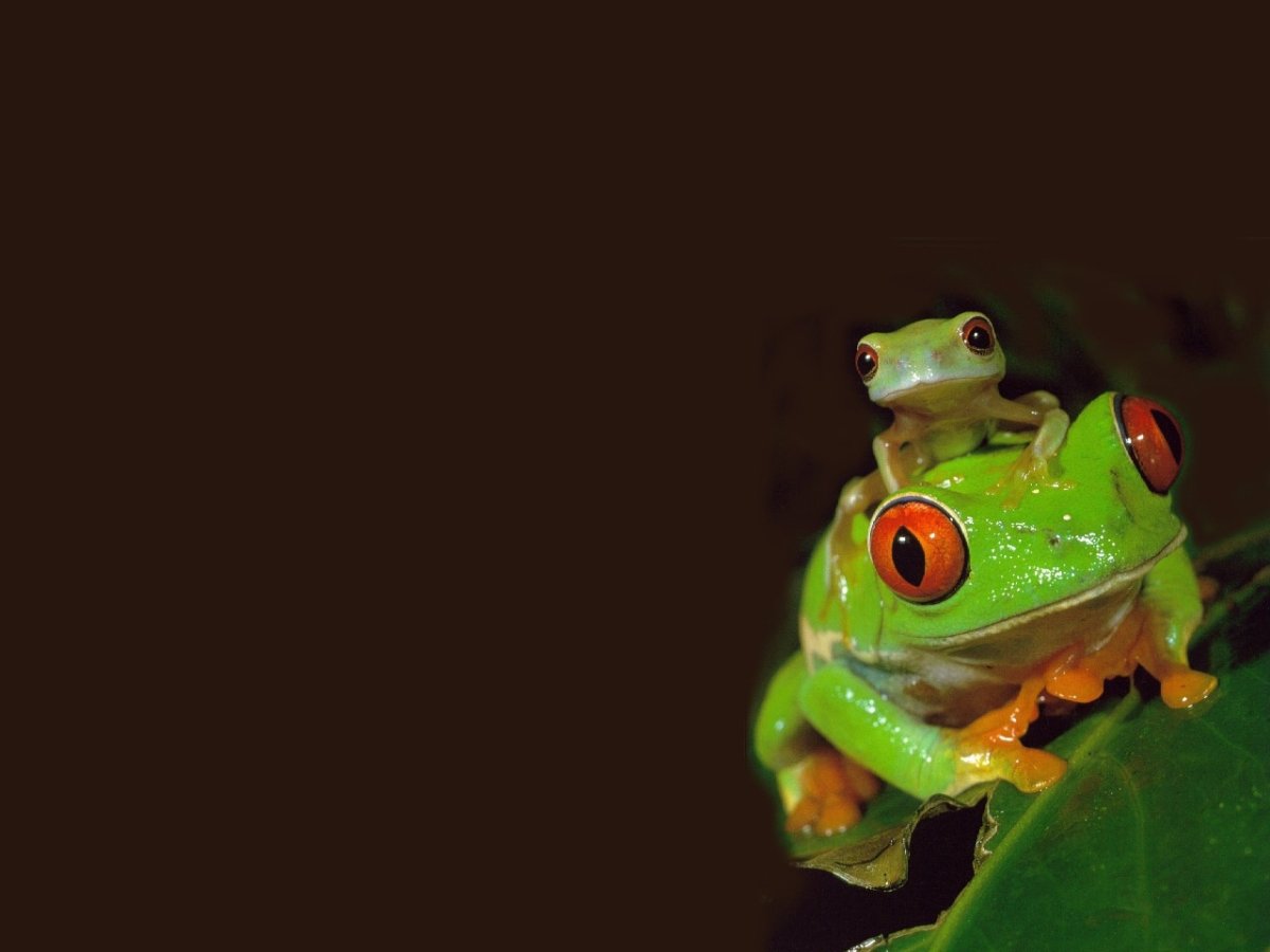 Милая лягушка