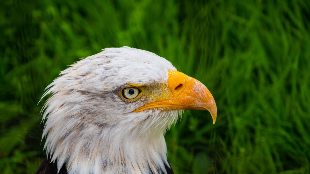 Алорская Мизомела