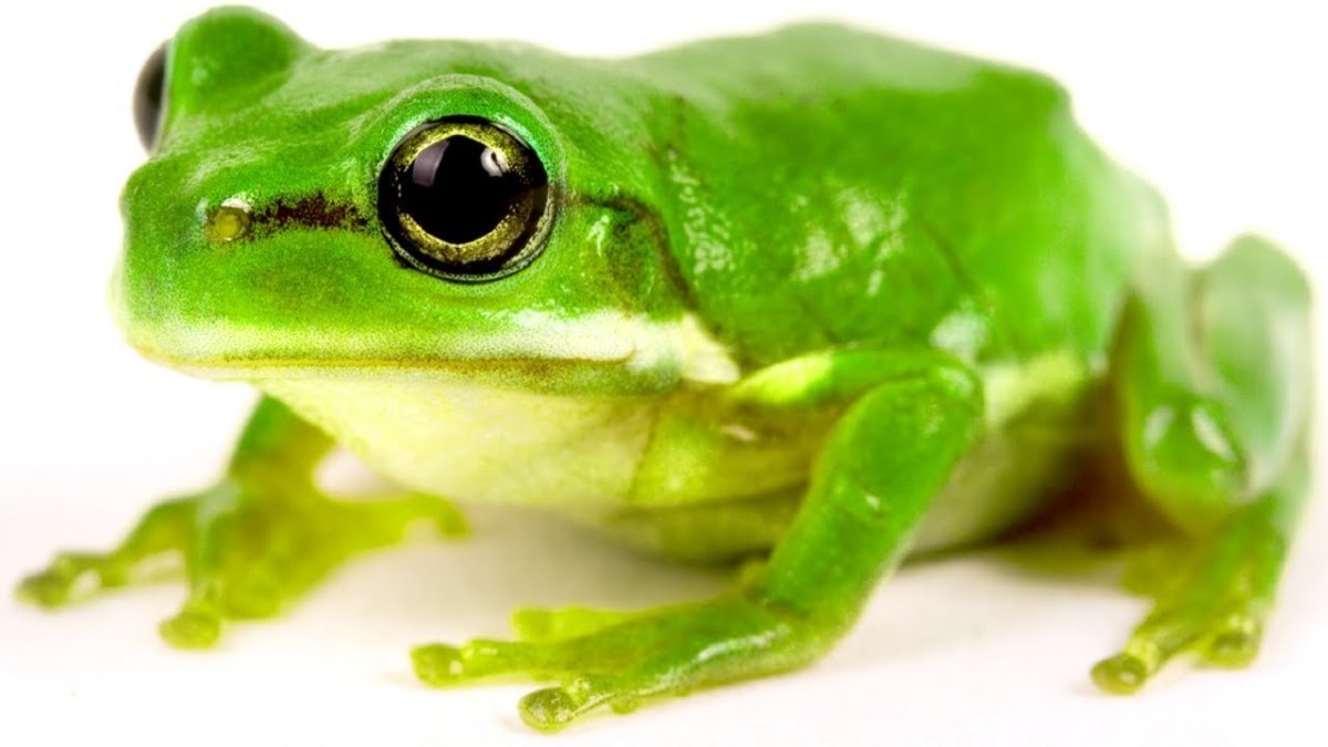 Лягушка на зеленом фоне