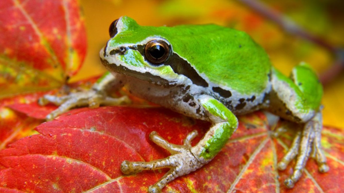 Австралийская квакша