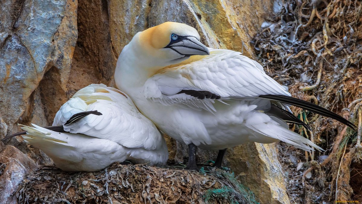 Черный Кулик сорока