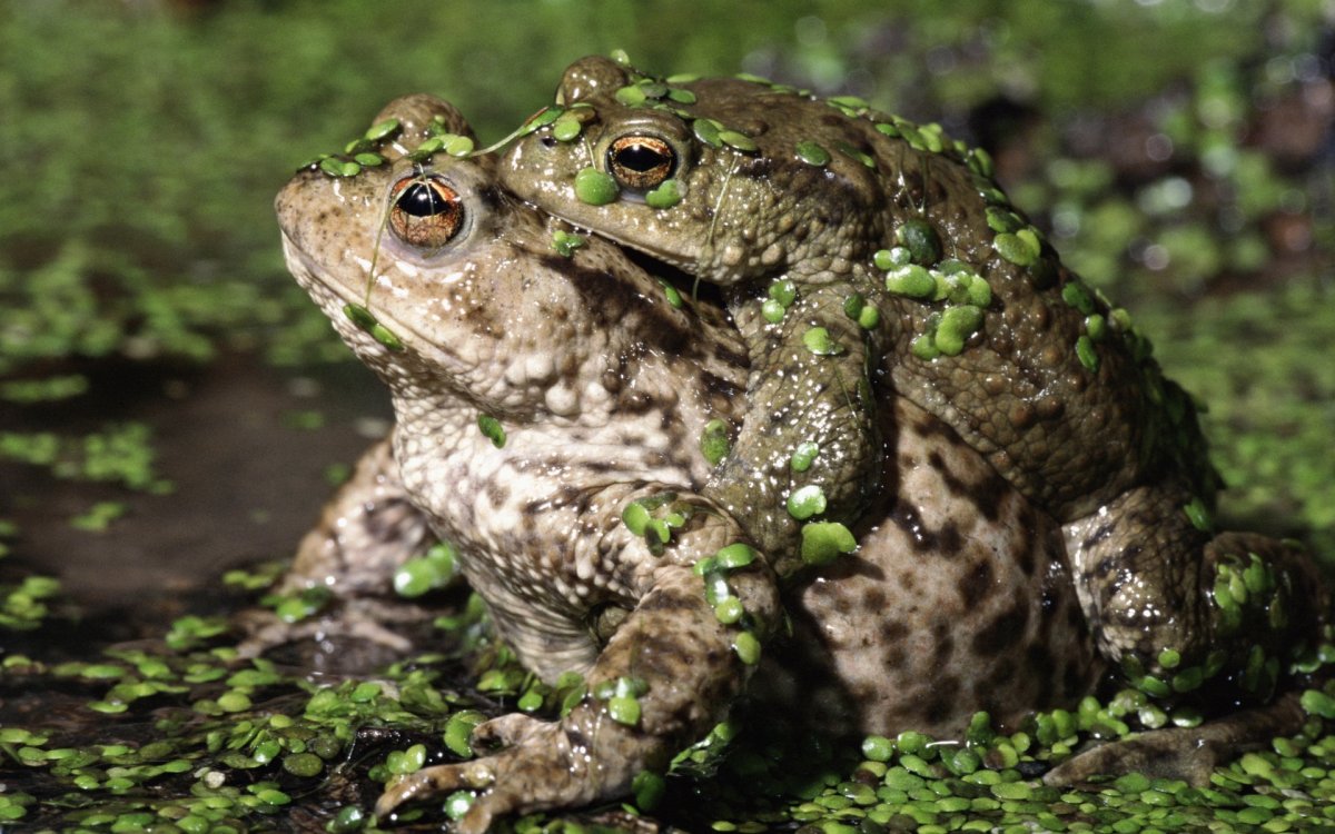 Жабовидная квакша
