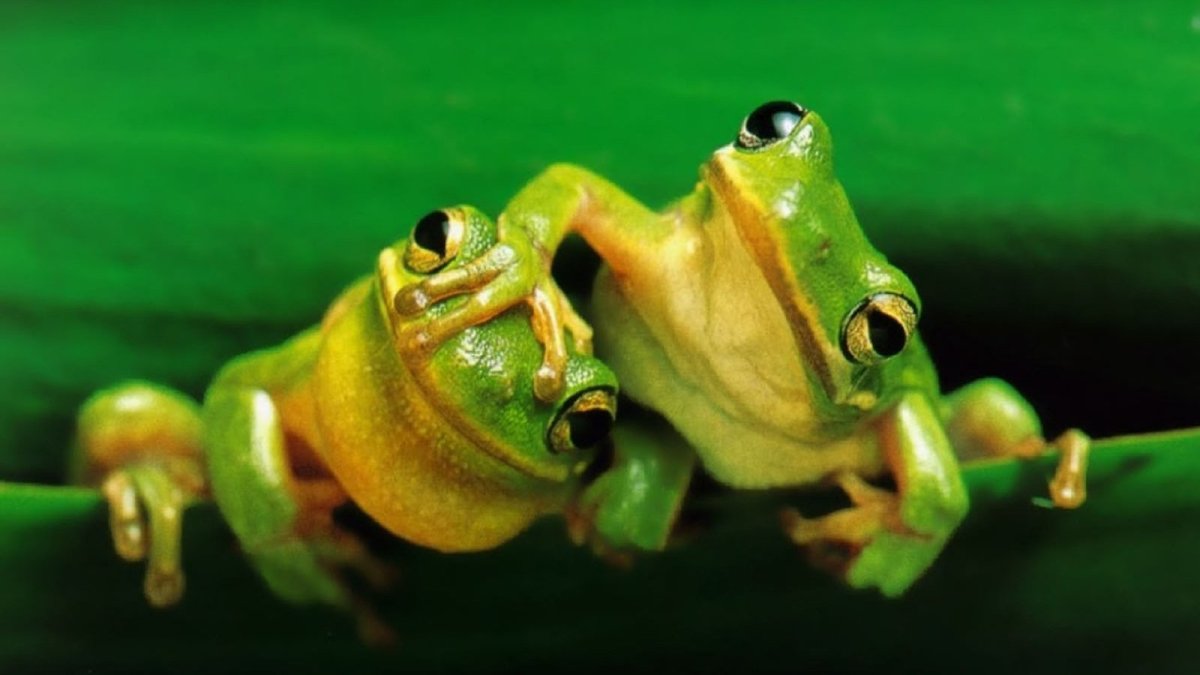Милые лягушки