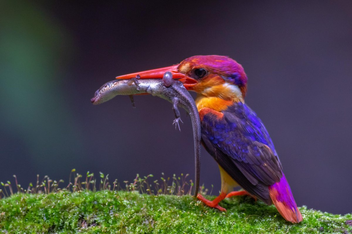 Балийская Райская птица