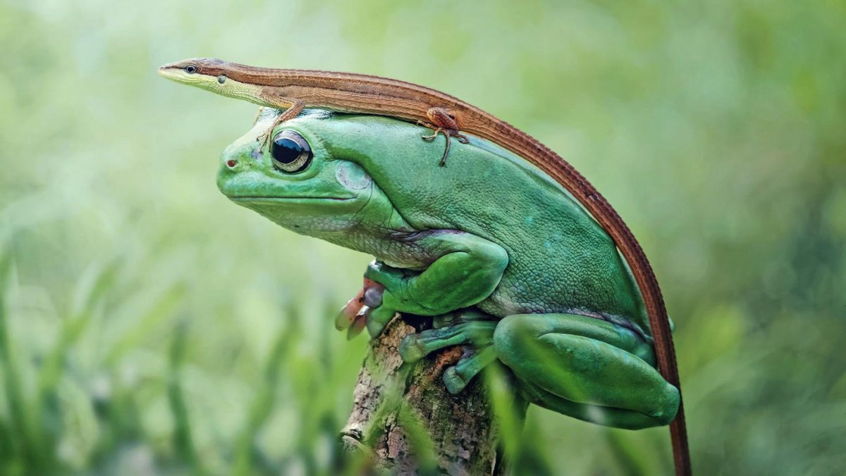 Палеобатрах лягушка