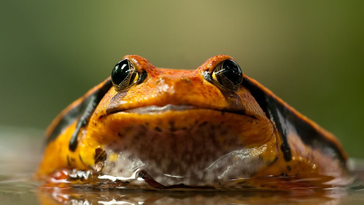 Жаба Bufo superciliaris