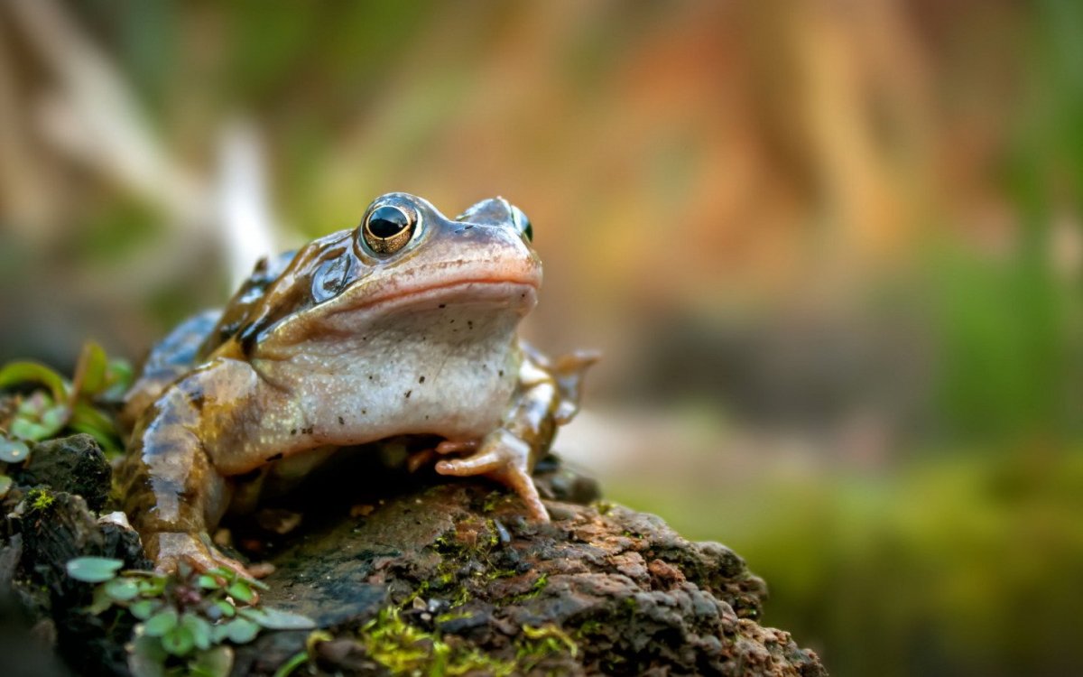 Обои на рабочий стол лягушка