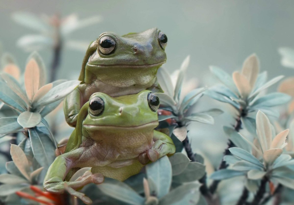 Эстетика лягушки инди КИД