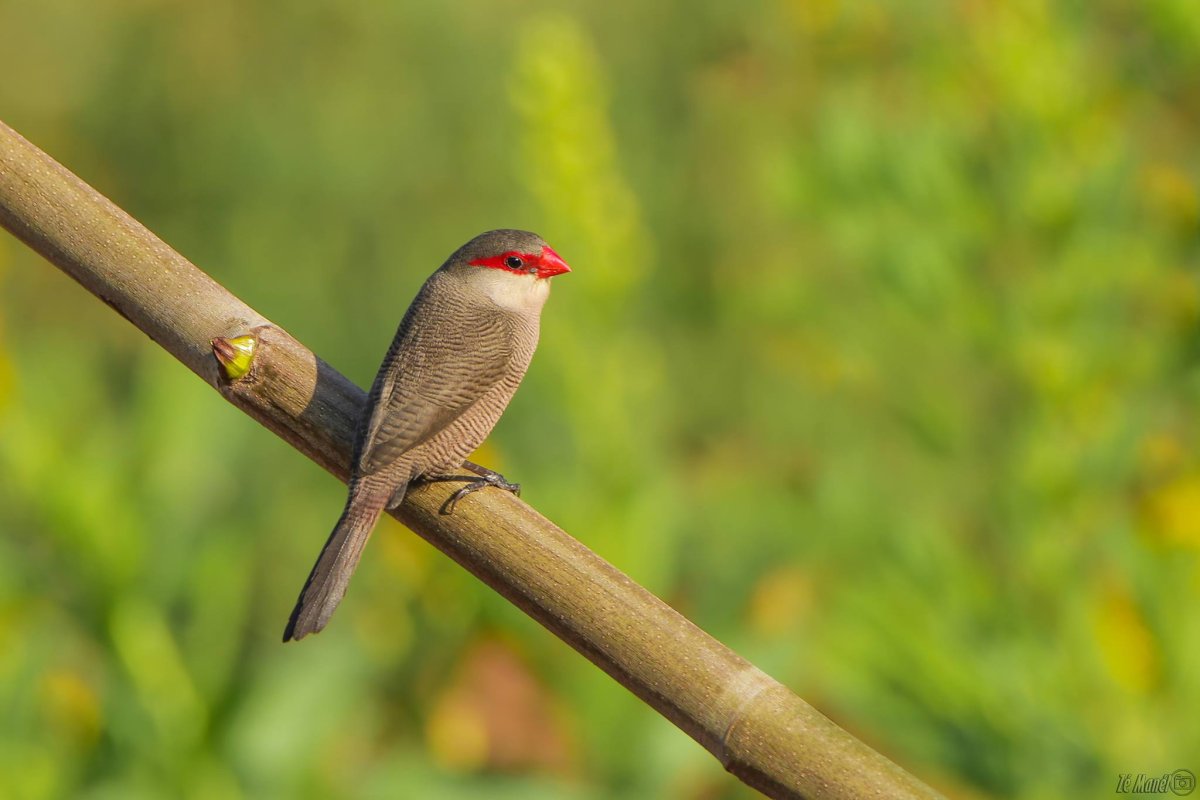 Тигровый астрильд