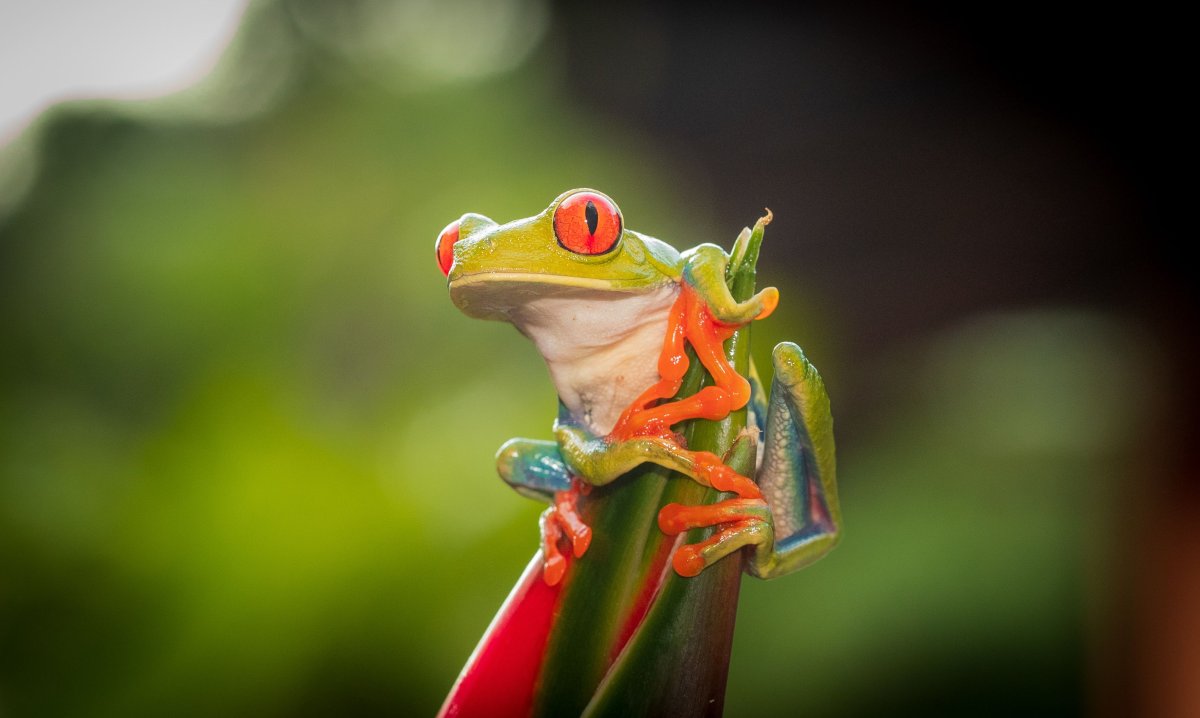 Обои на планшет с лягушками
