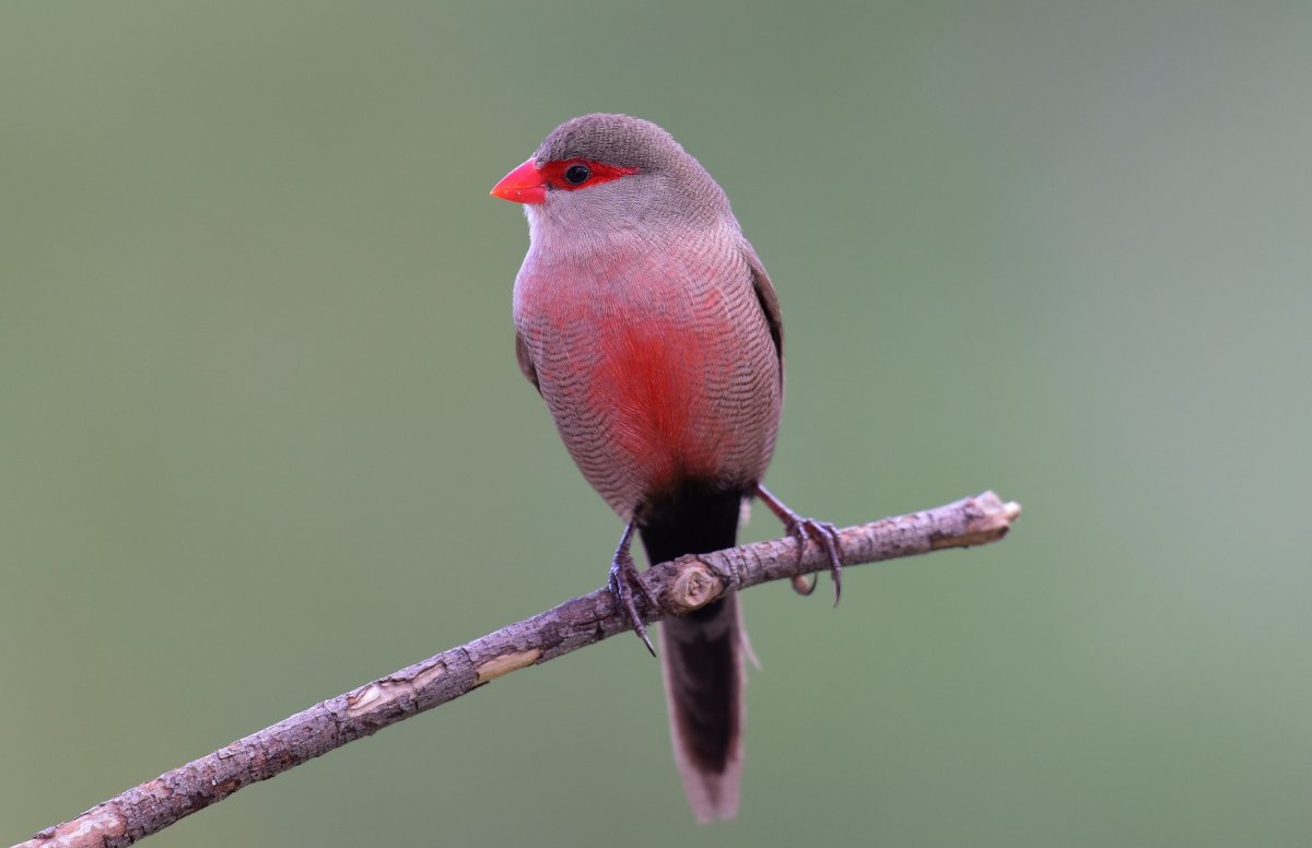 Волнистый астрильд