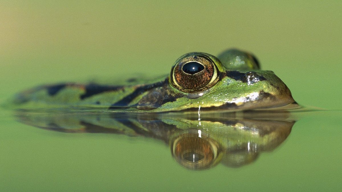 Прудовая лягушка головастик