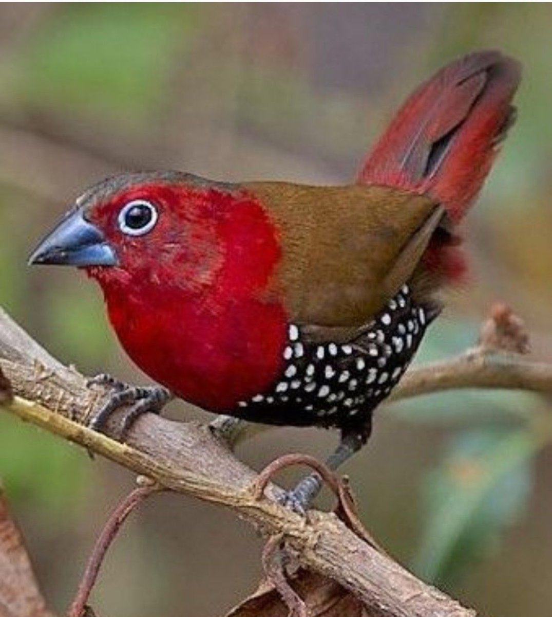 Краснобровый астрильд